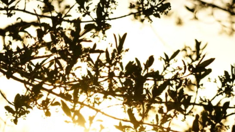 The Mindful Hive