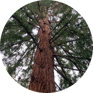 student-placeholder-15082