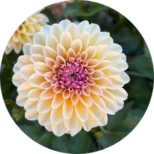 student-placeholder-18608